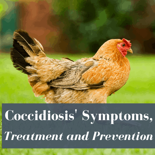 Coccidiosis in Chickens