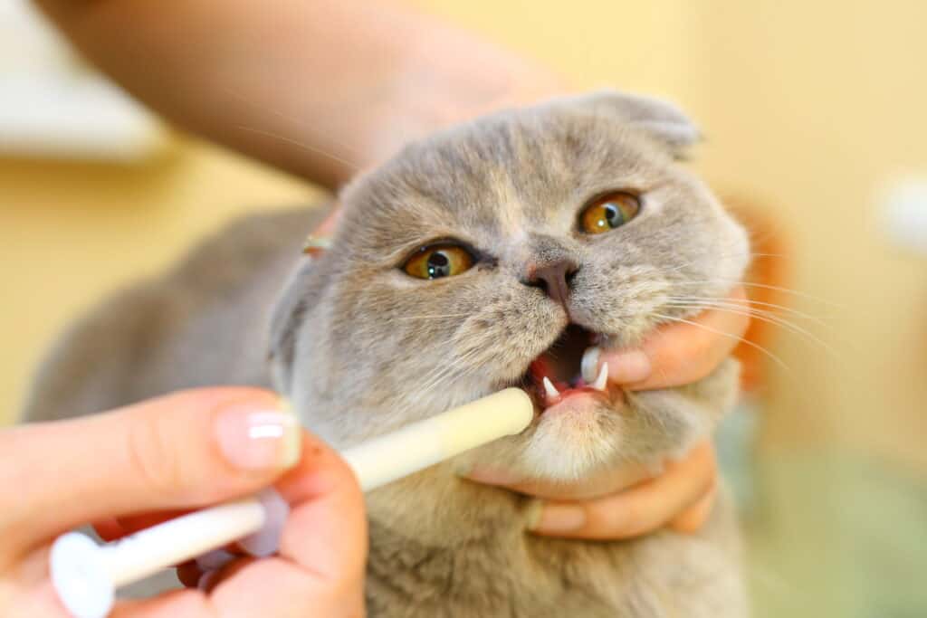 dental visit for cat at vet