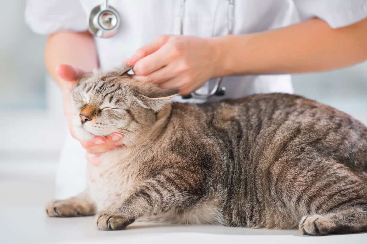 How Often Should You Bring Your Pet to the Vet? - Pampered Chicken Mama ...