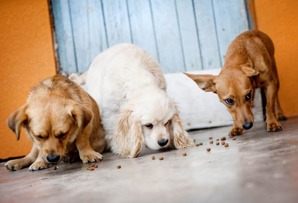 group of dogs with food allergies