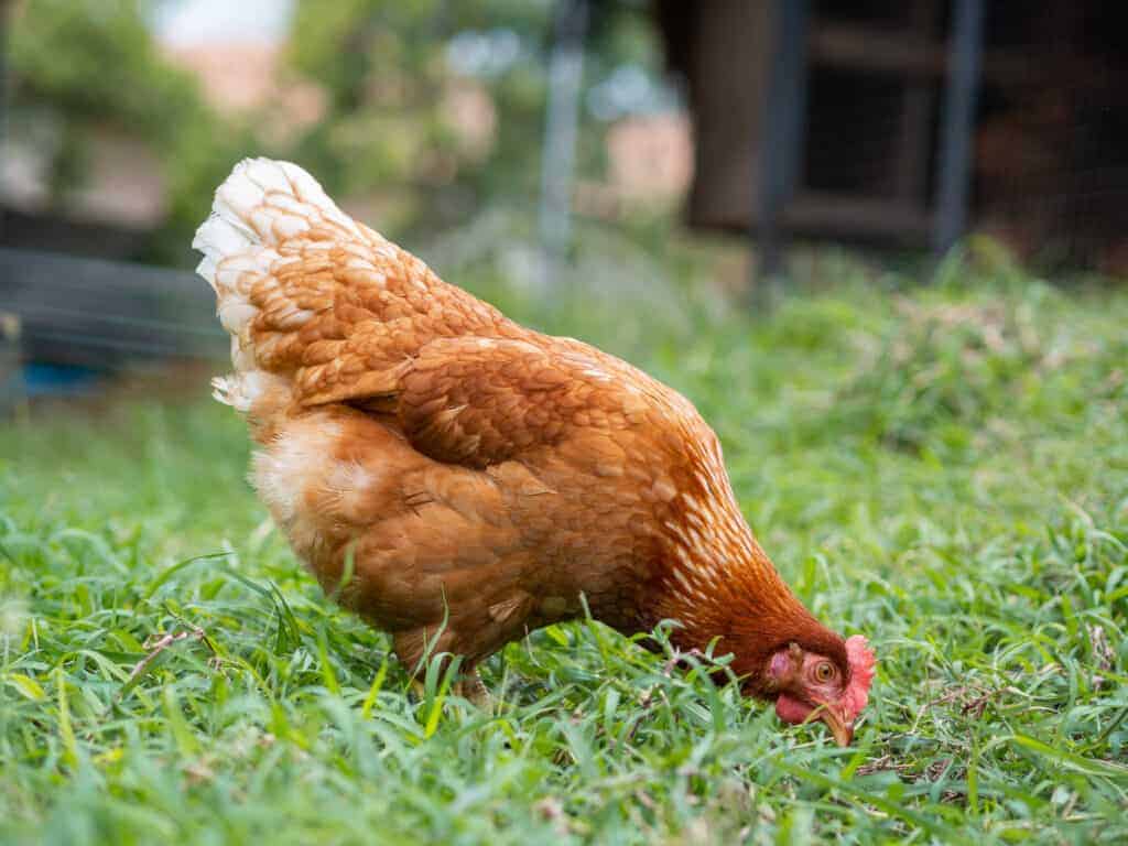 Rhode Island Red chicken in grass