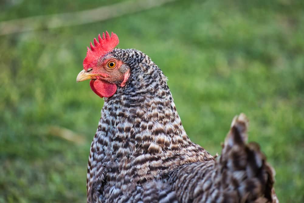 plymouth rock chickens