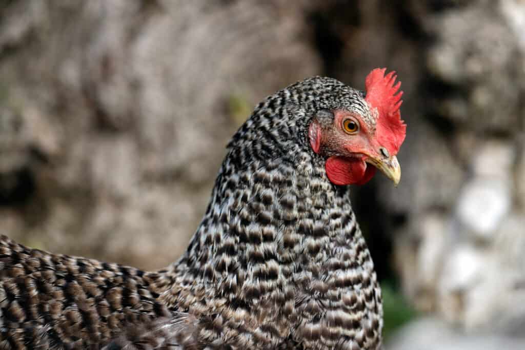 plymouth rock chickens