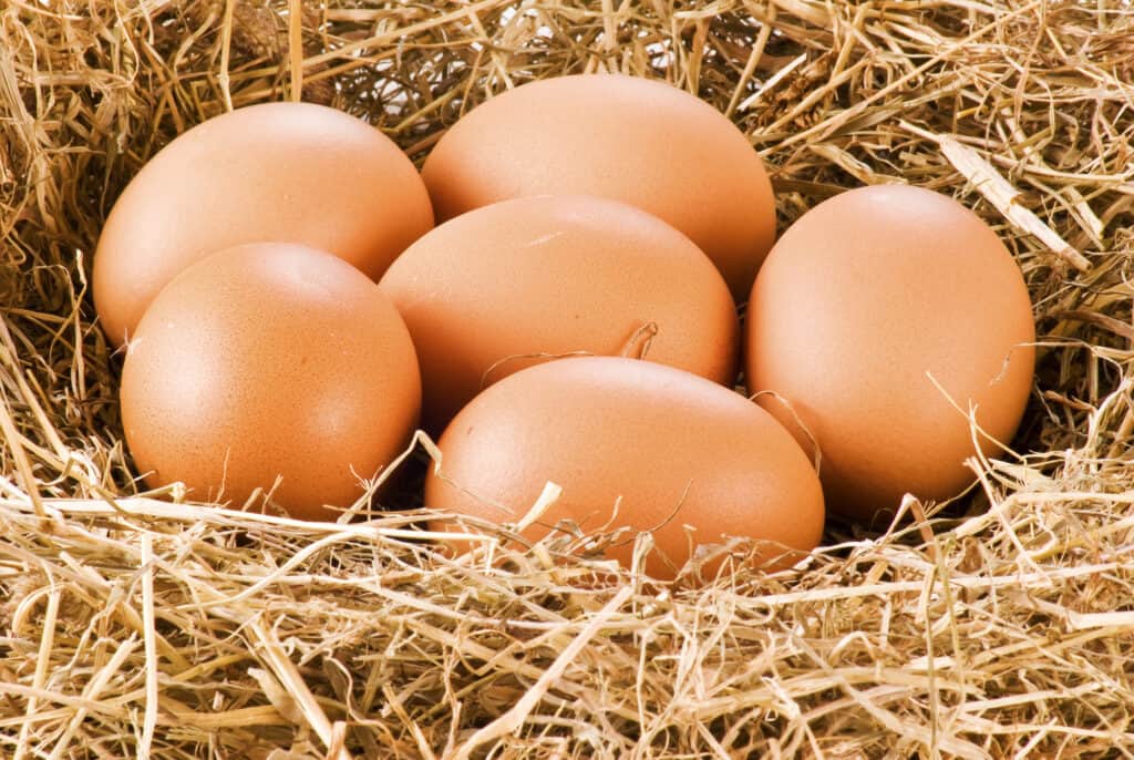 eggs from black sex link chickens