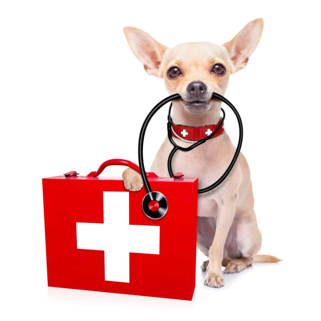 insurance for pet at vet