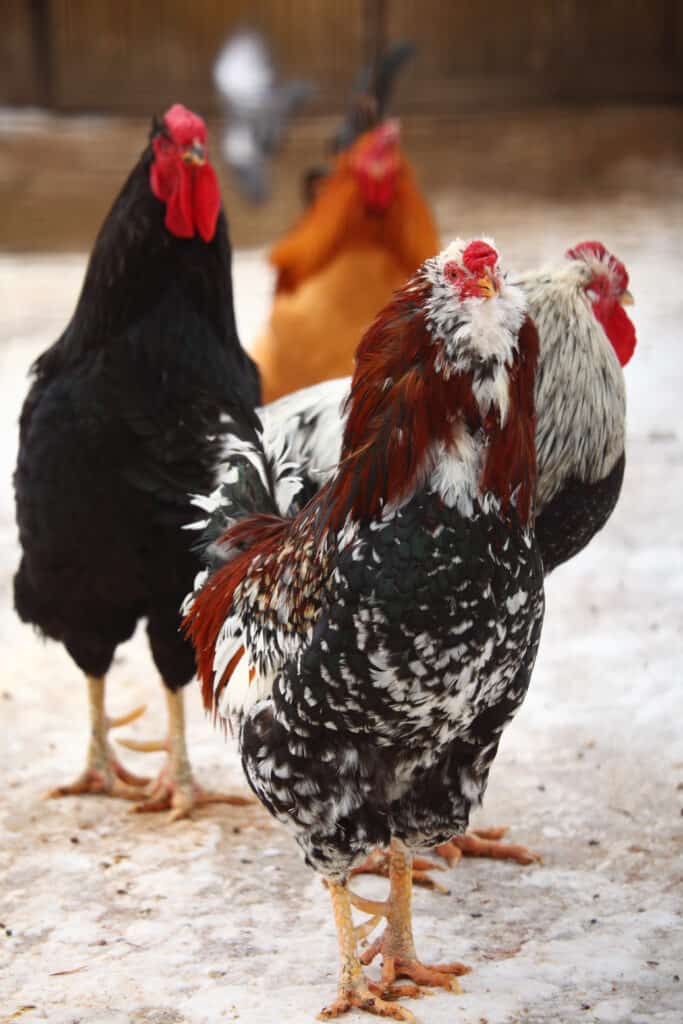group of black sex link chickens and other