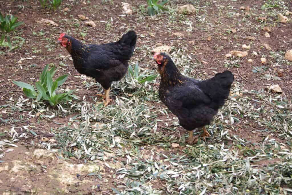 black sex link chickens outside