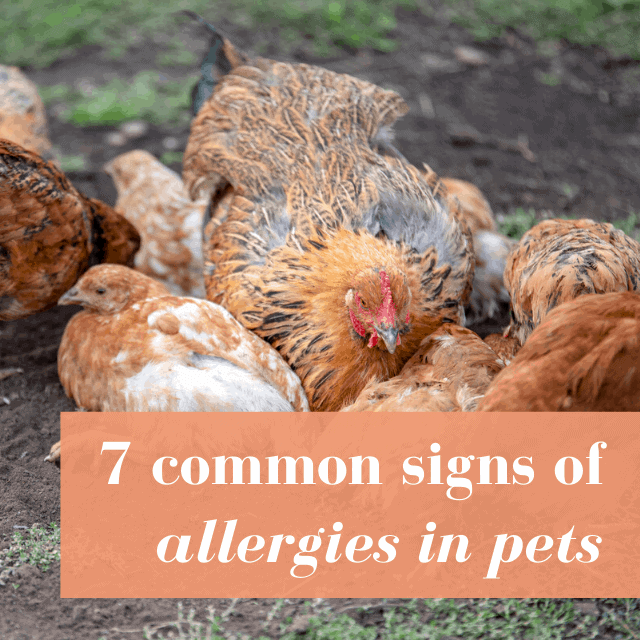Does My Pet Have Allergies?