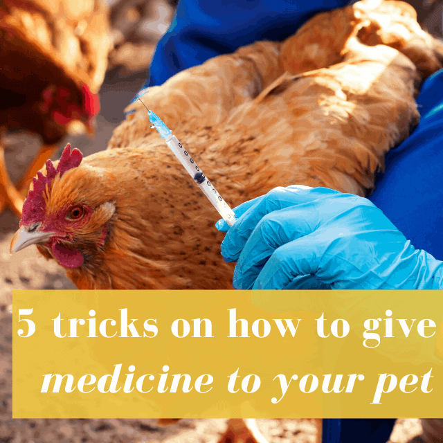 Giving Medication to a Pet: How to Keep a Pet from Wiggling