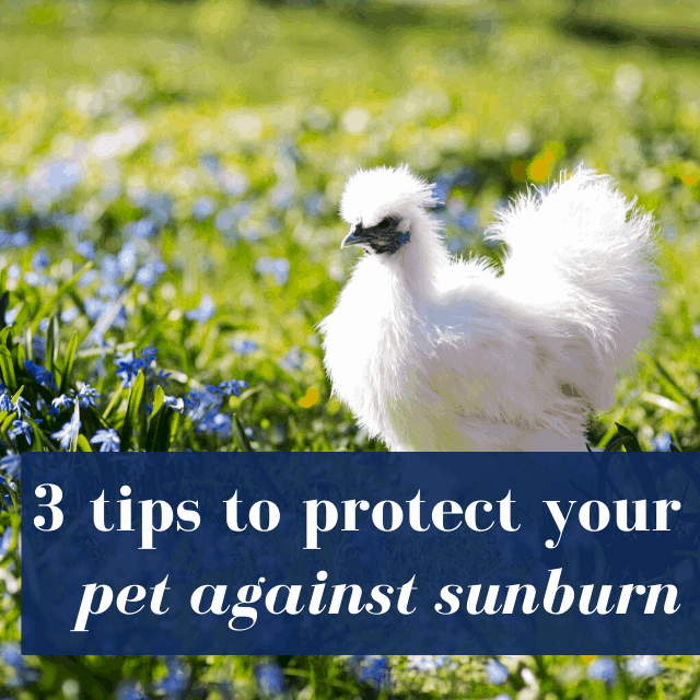 How to Protect a Pet Against Sunburn