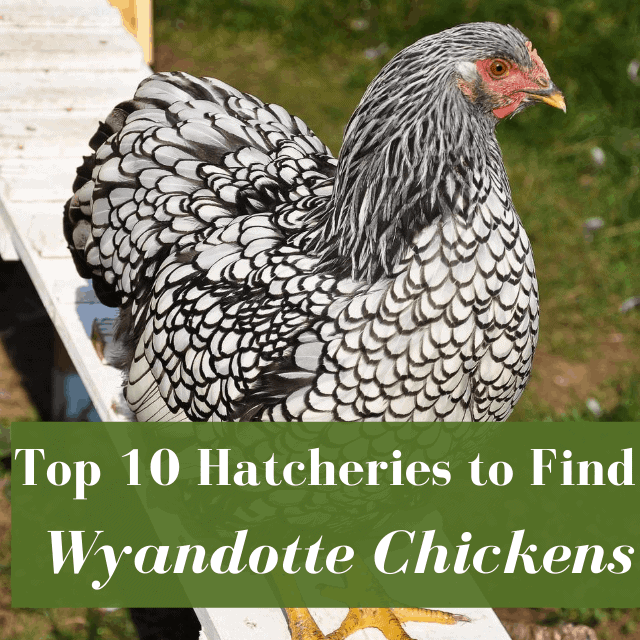 best hatcheries for wyandotte chickens