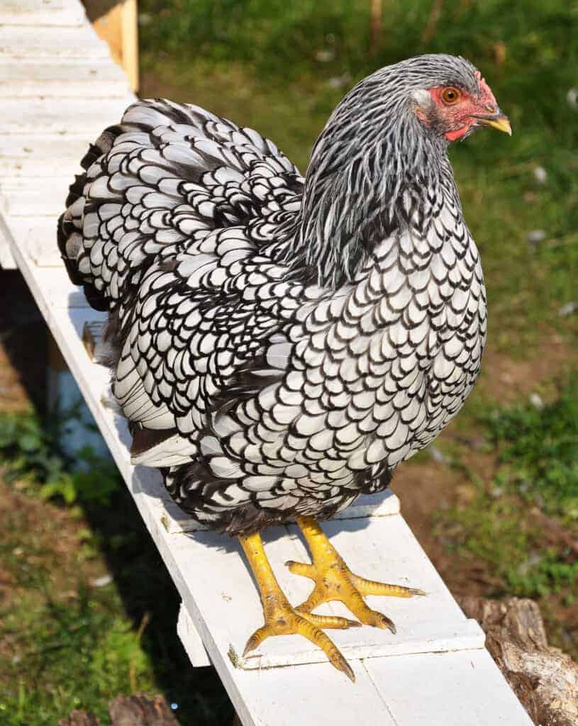 adult wyandotte chicken