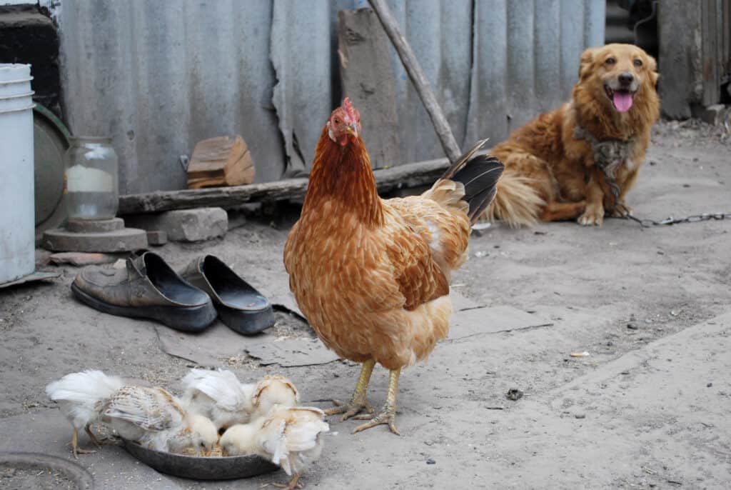 stopping dog from aggression with animals