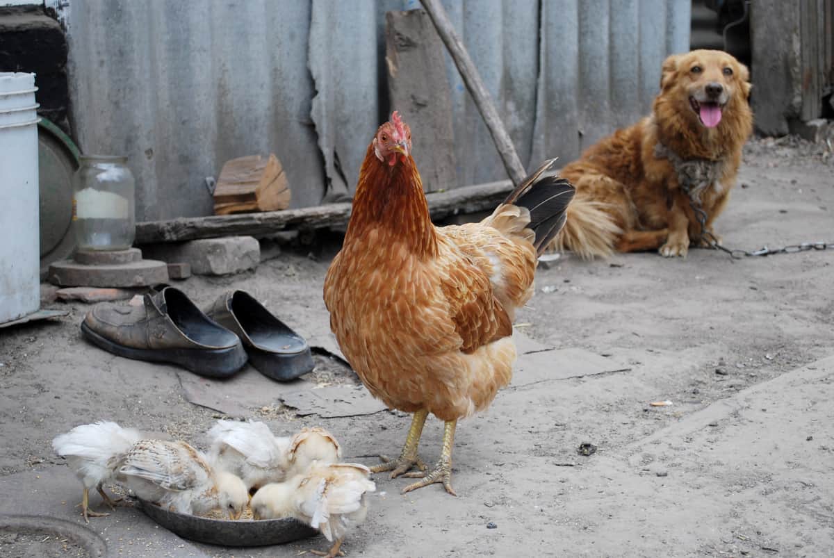 How to Stop a Dog from Attacking Other Pets Pampered Chicken Mama