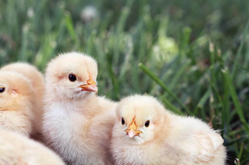 cute orpington chickens