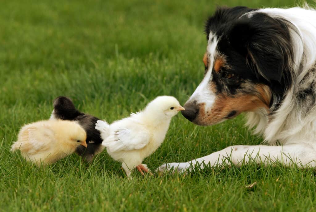 stopping dog from aggression with animals