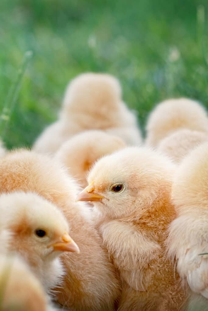 a group of orpington chicks