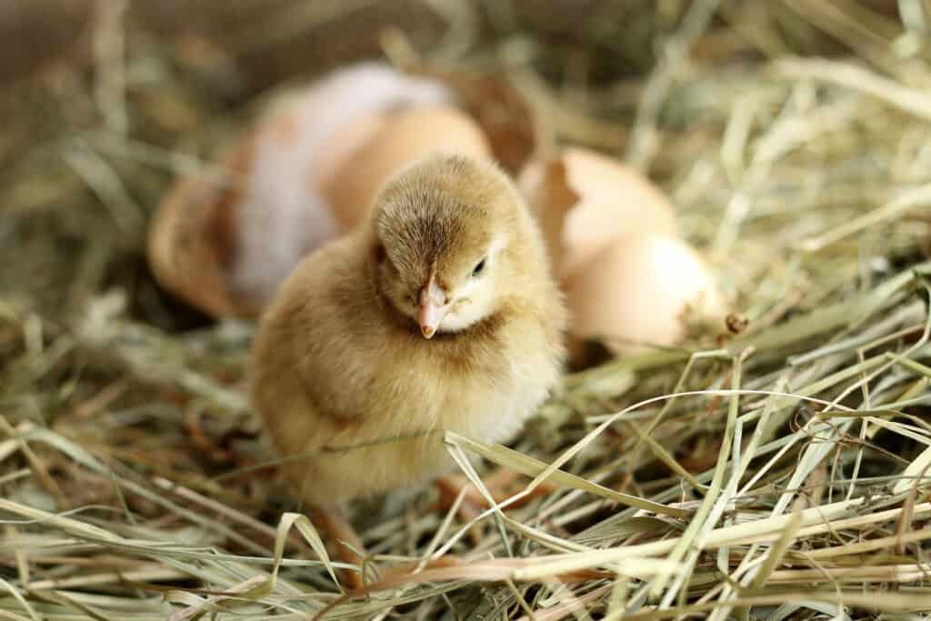 orpington chicks in a brooder box