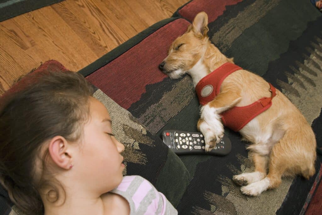 dog not aggressive with child