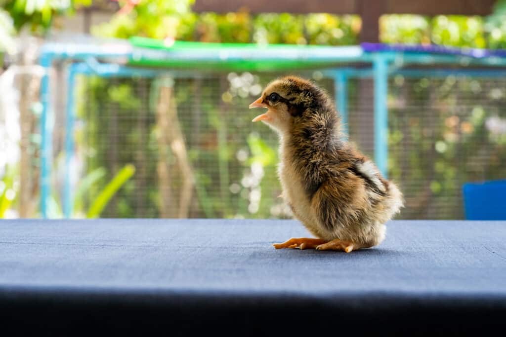 wyandotte chick on windowsill