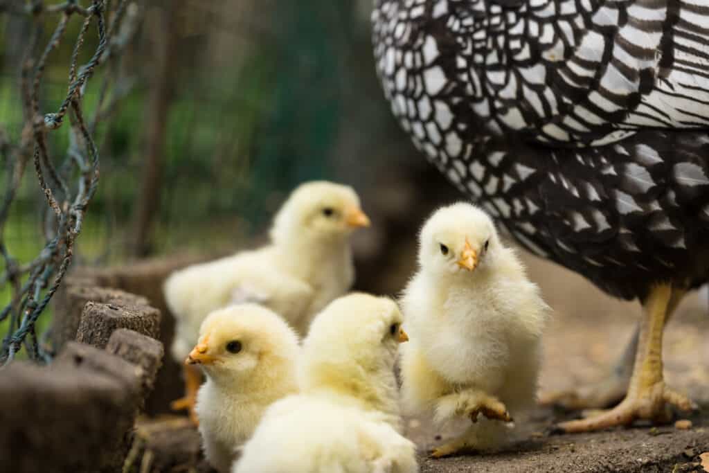 mother hen with wyandotte chicks