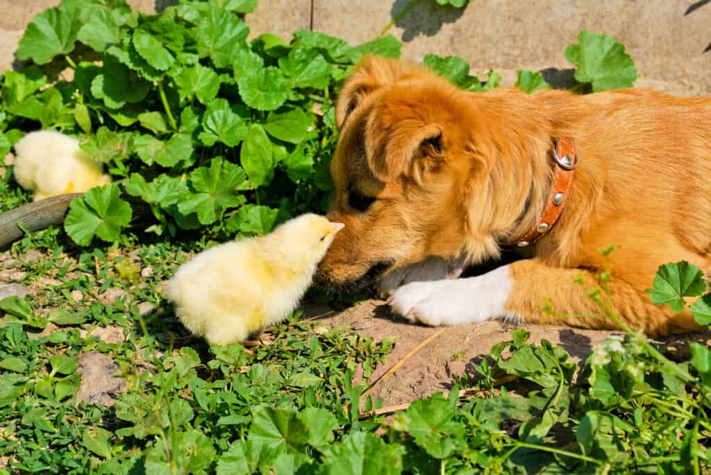 stopping dog from attacking animals and chicks