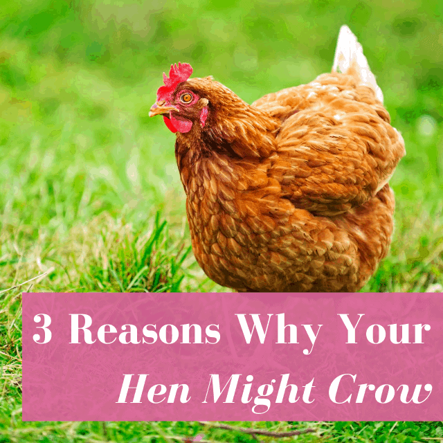 Why is My Hen Crowing?