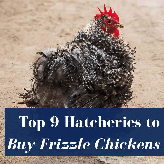 Best Hatcheries to Buy Frizzle Chickens