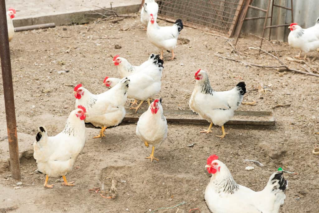 chickens dust bathing in yard