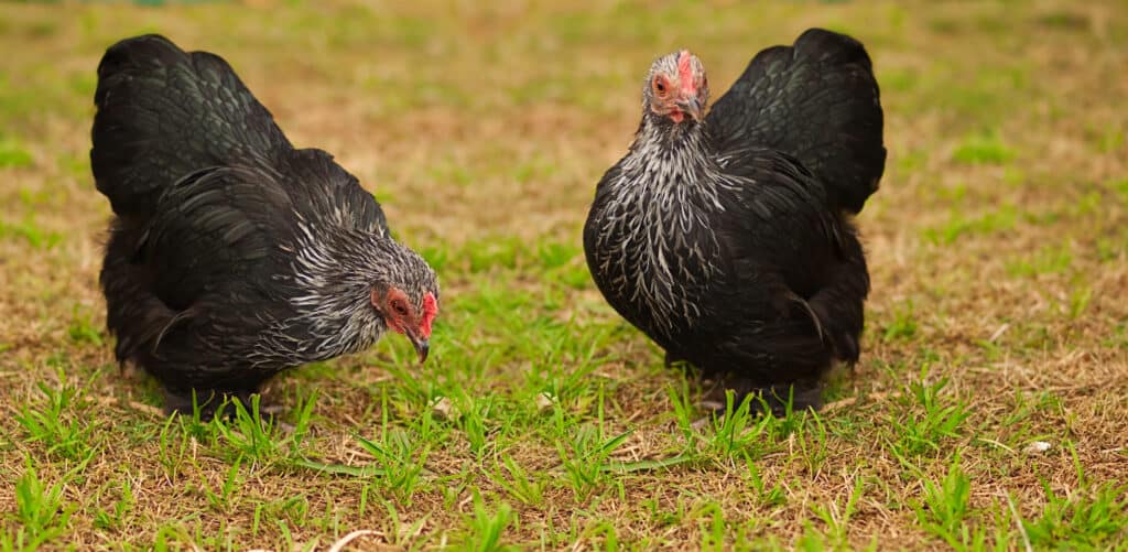 chickens grazing in yard