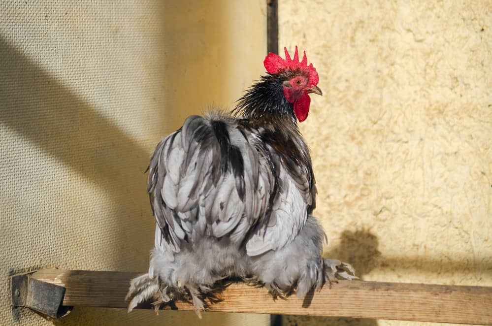 chicken roosting to prevent mites and lice