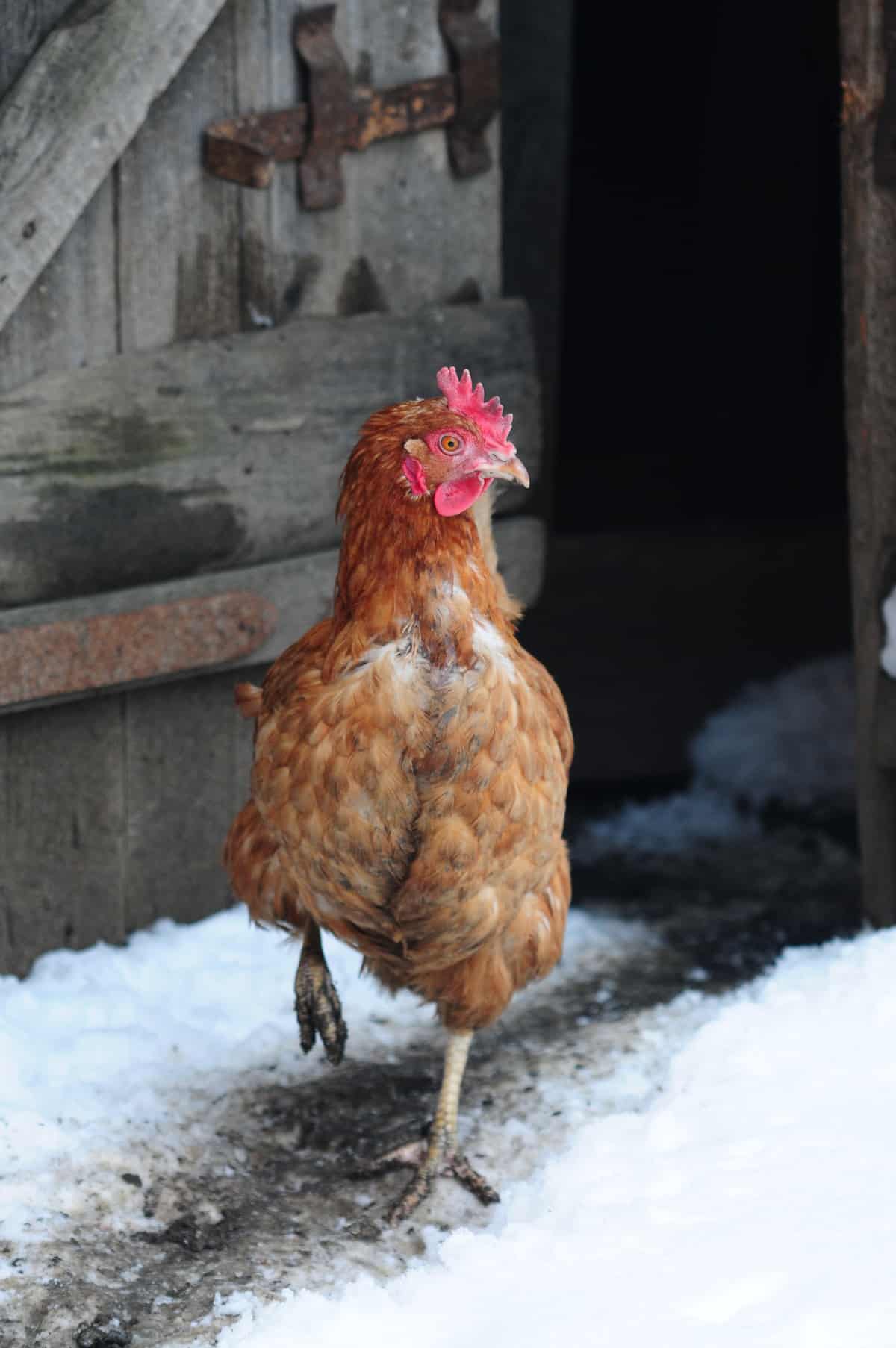 how cold is too cold for chickens | Pampered Chicken Mama: Raising ...