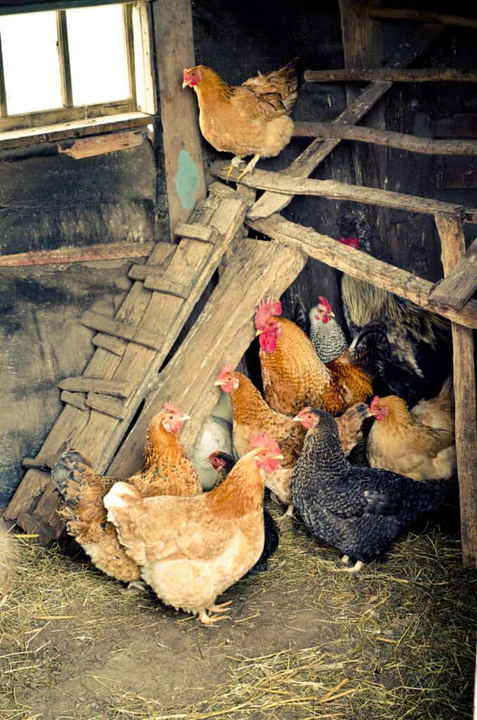 chicken coop is clean to prevent coccidiosis in chickens