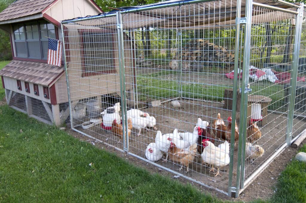wild birds can get to chicken run cause coccidiosis