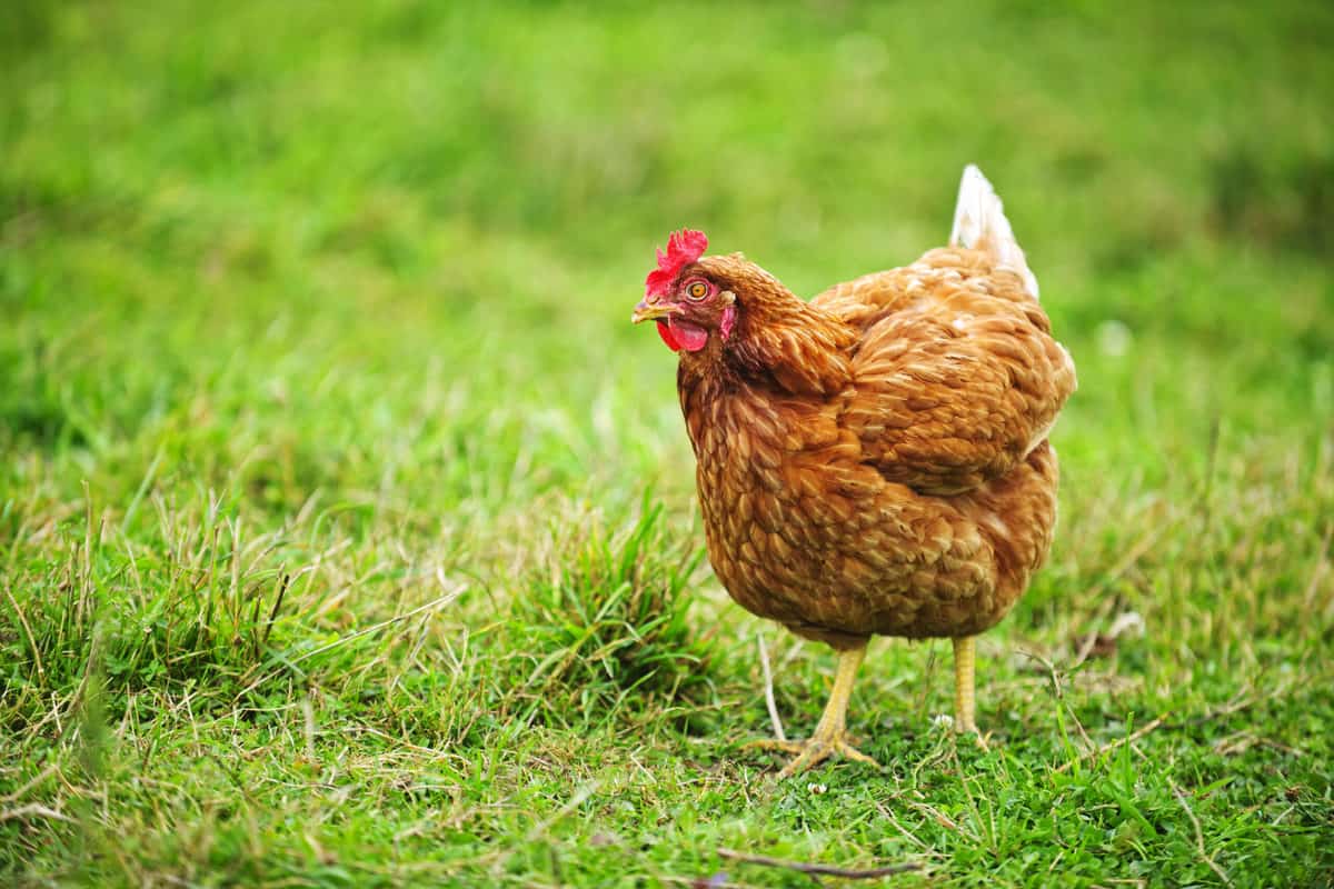 why is my hen crowing Pampered Chicken Mama Raising Backyard Chickens