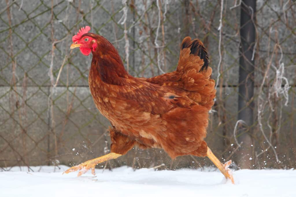 hen is not crowing as she runs