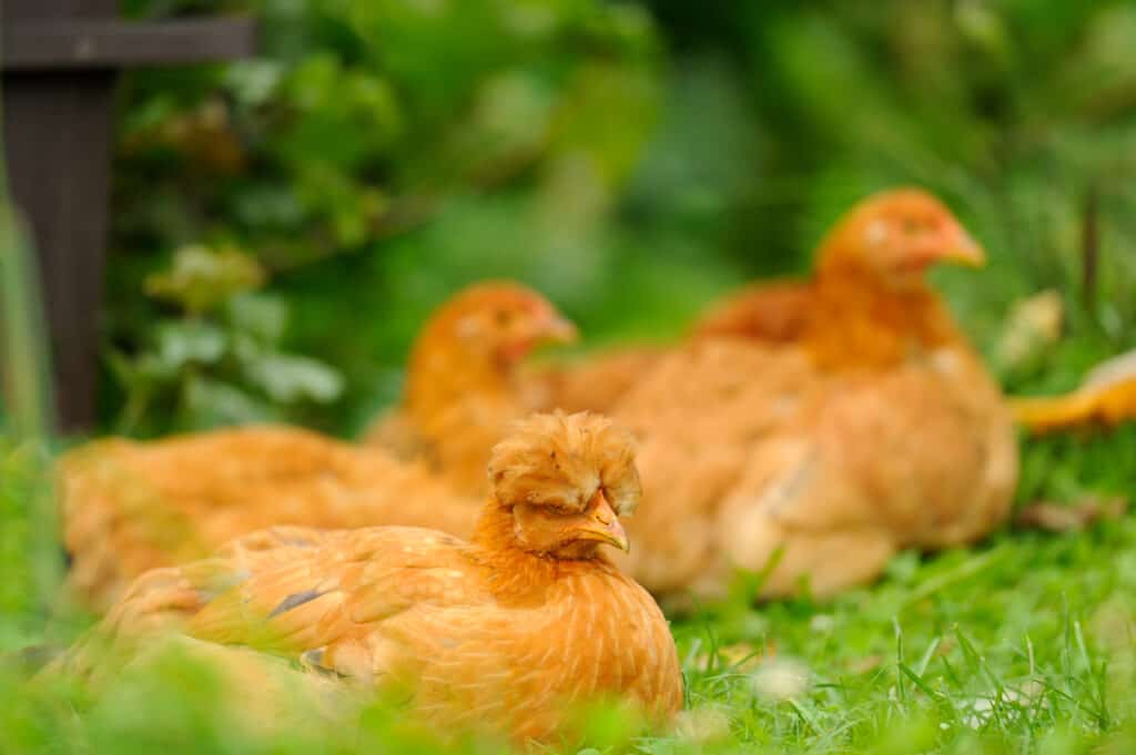 hens sitting on ground not crowing