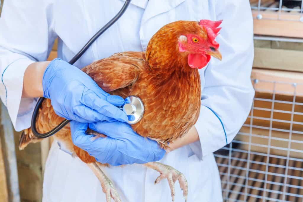 a vet examines a chicken for mites and lice