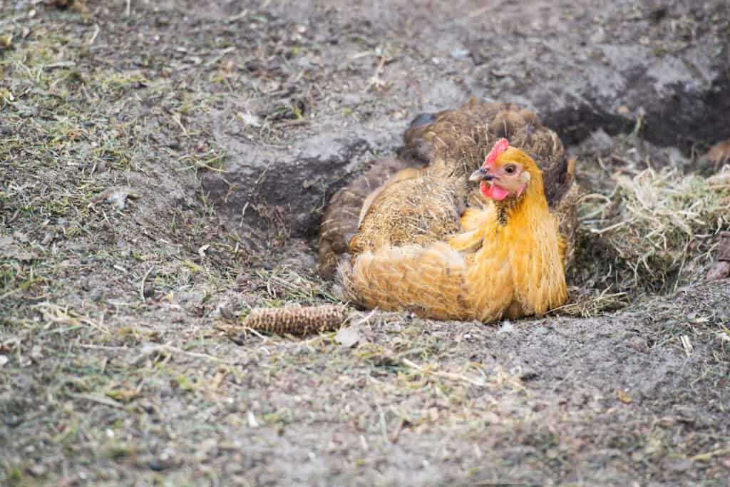 chicken dust bath to prevent chicken mites and lice
