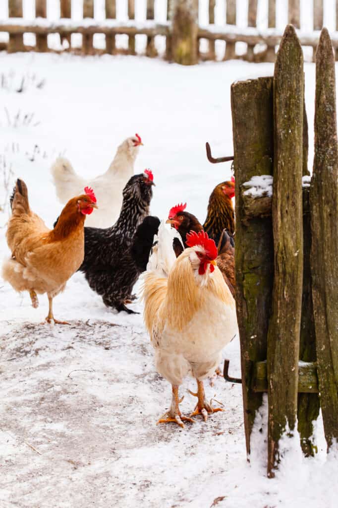 how cold is too cold for chickens with snow