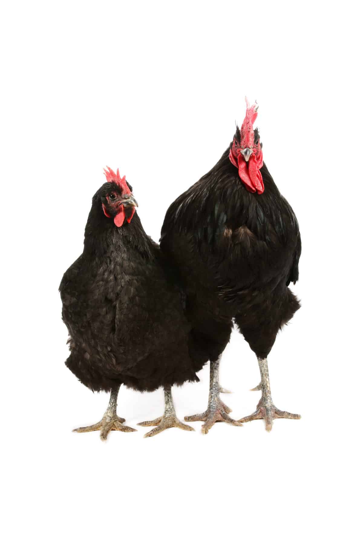 best-hatcheries-to-buy-jersey-giant-chickens-pampered-chicken-mama