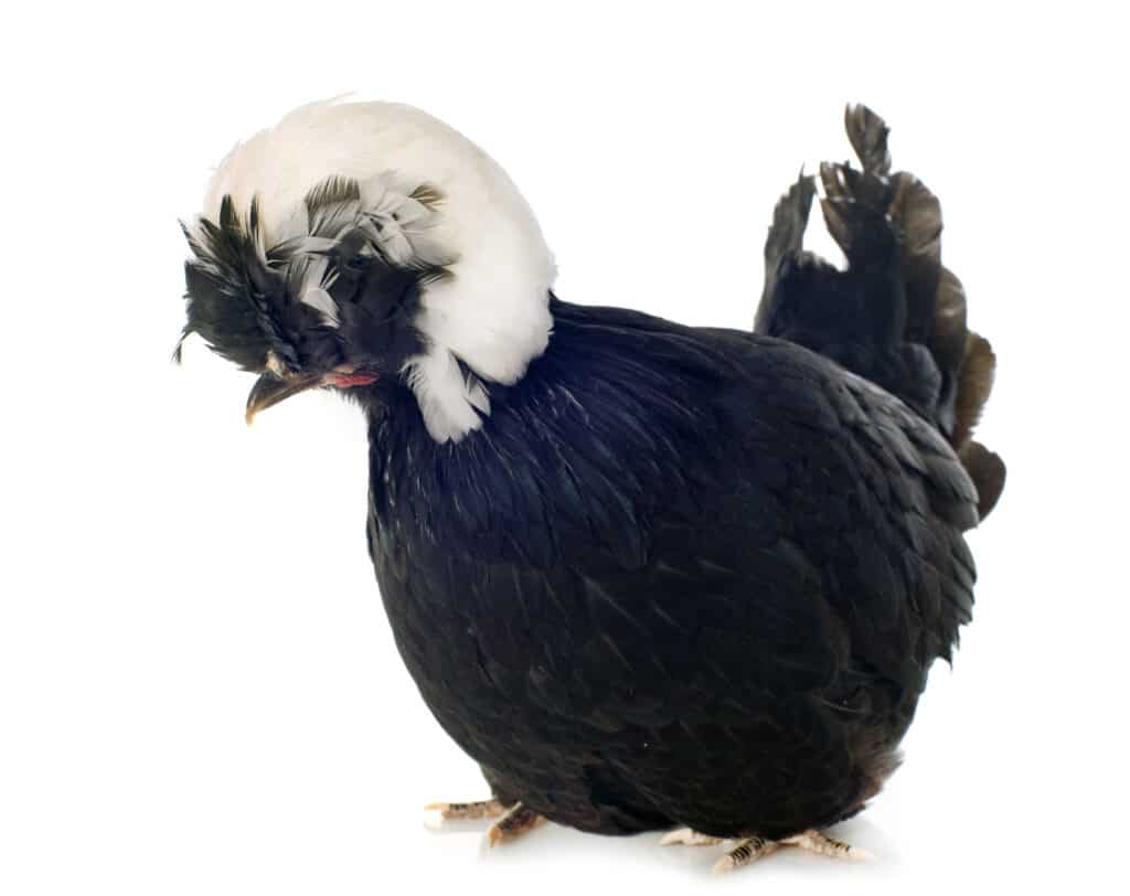 Polish chicken in front of white background