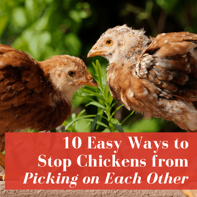 How to Stop Chickens From Picking On Each Other
