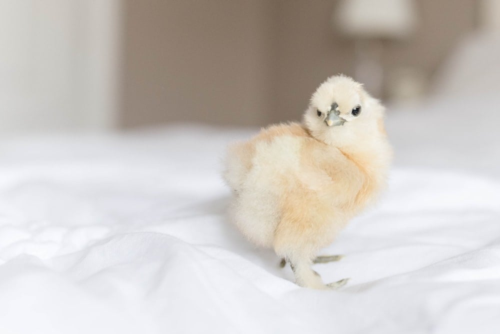 silkie chicken chick on white table