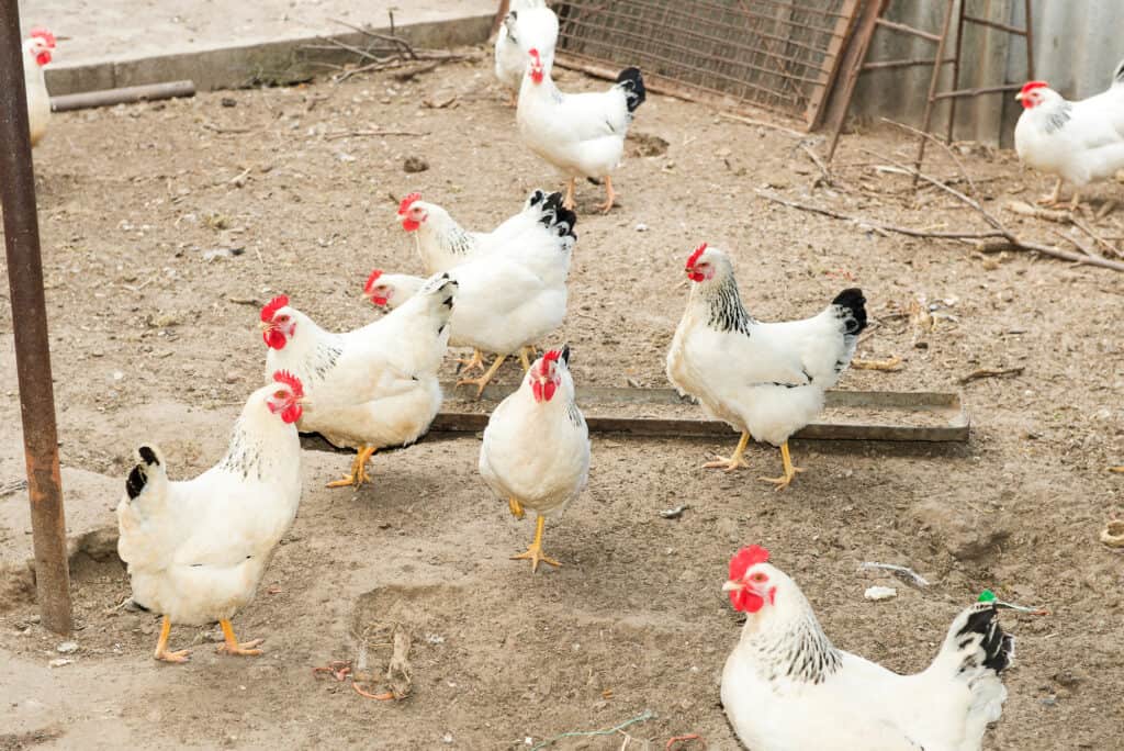 delaware chickens in yard