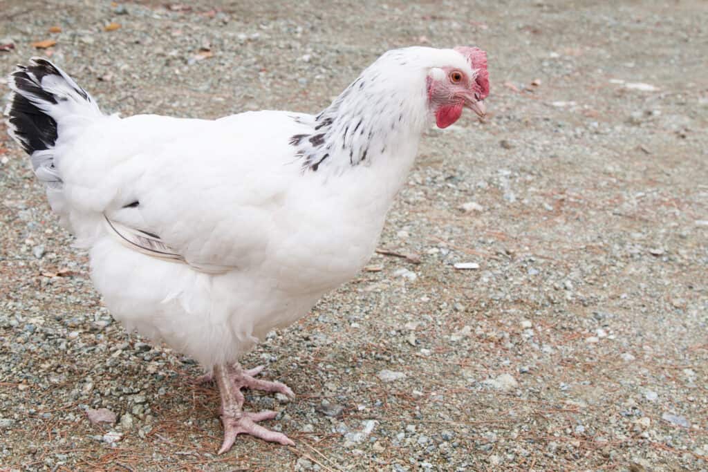 Meet the Delaware Chicken: Backyard Breed Guide