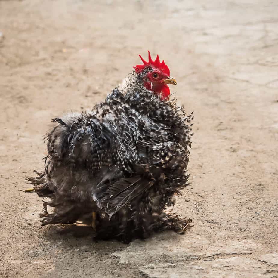 frizzle chicken sitting on ground