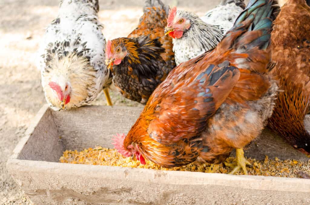 chickens eating from a trough can cause broken beak