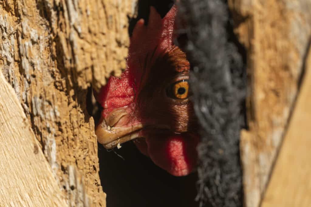 hen with broken beak watching flock