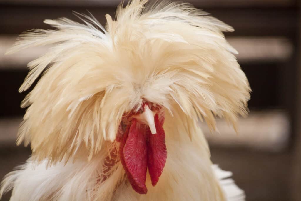 best hatcheries to buy frizzle chickens